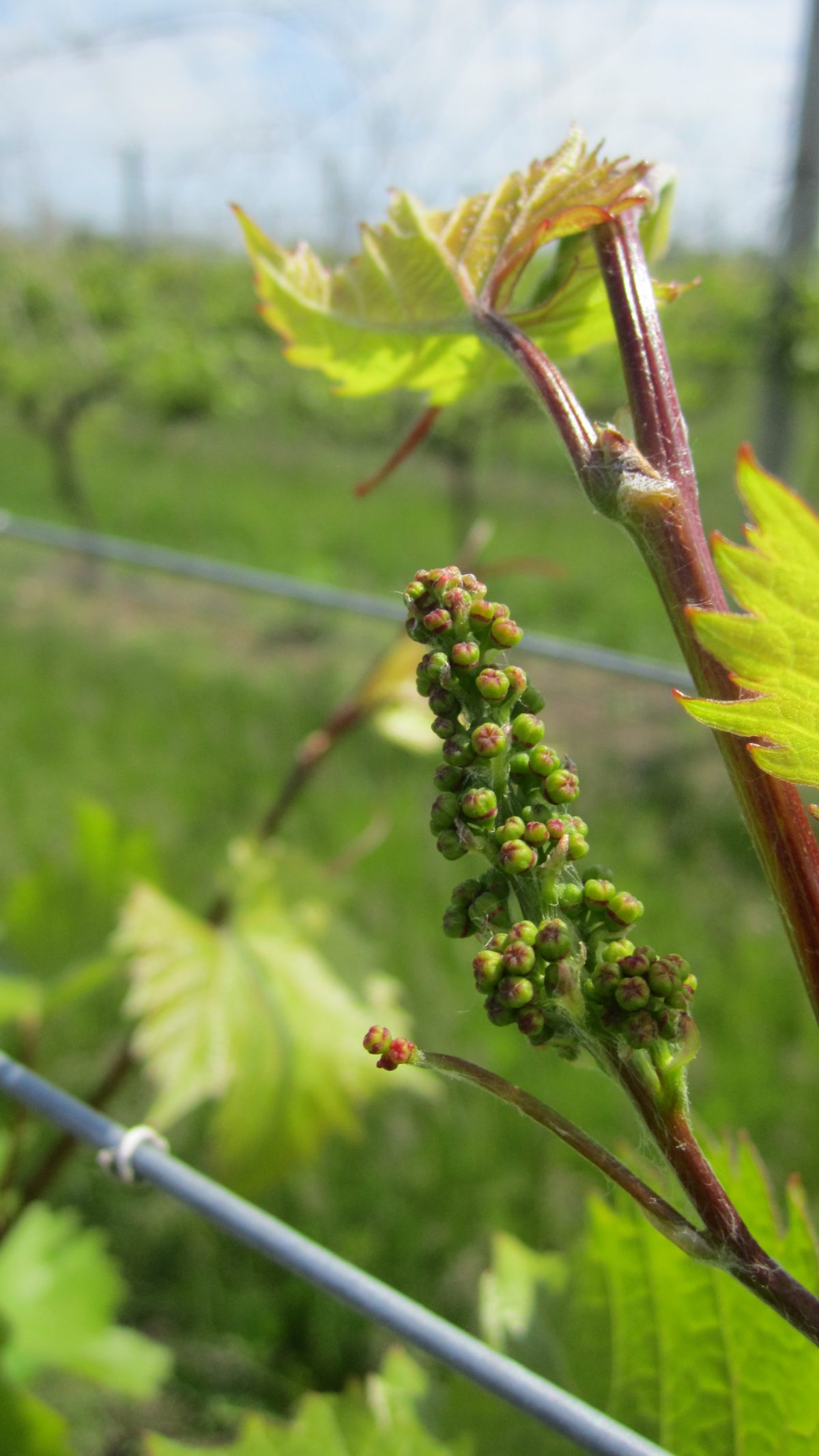 Grapevine Phenology MidJune Wisconsin Fruit