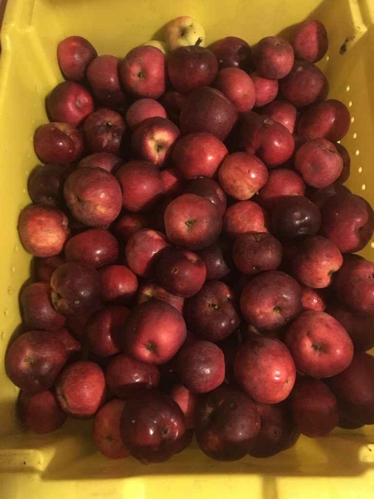 New tool for predicting bitter pit in Honeycrisp apples Wisconsin Fruit