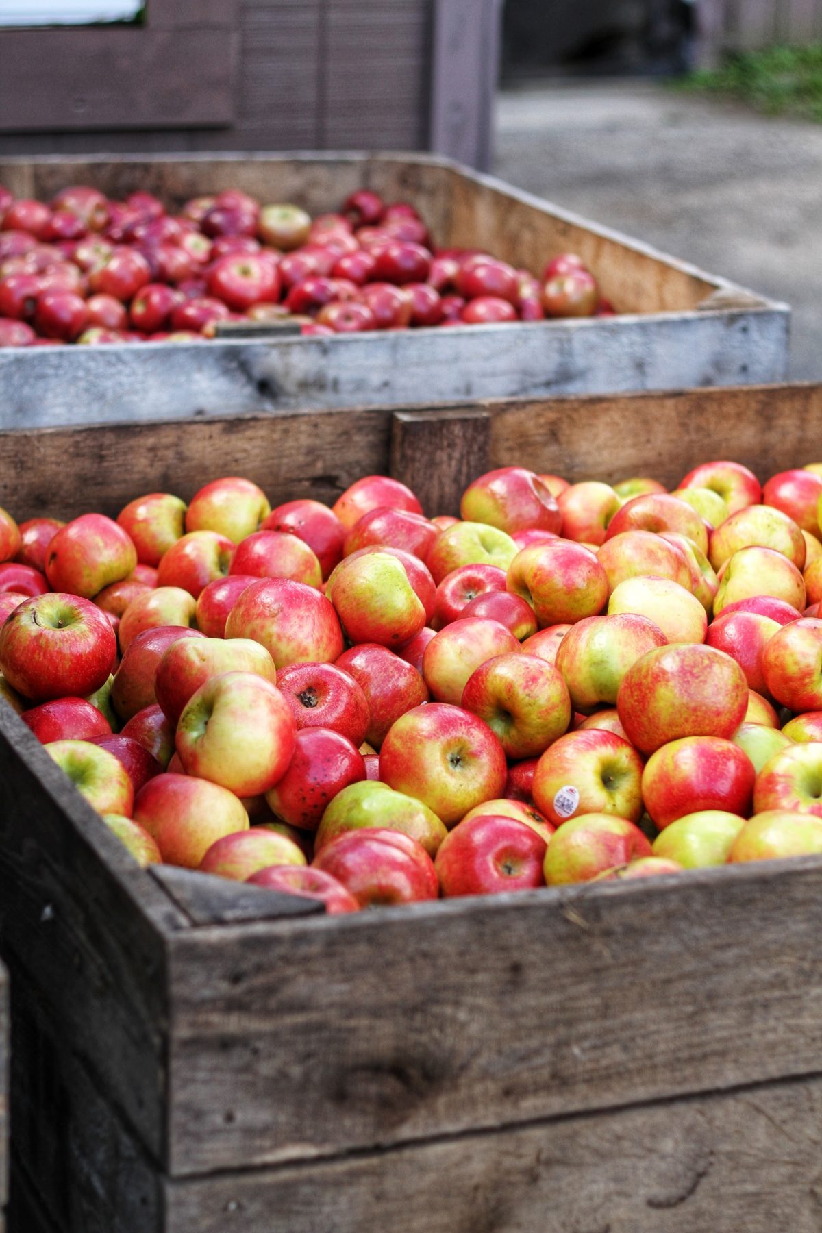 New tool for predicting bitter pit in Honeycrisp apples Wisconsin Fruit