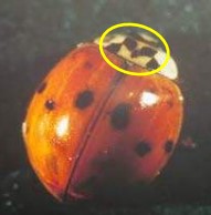 Multicolored Asian Lady beetle - Plant & Pest Diagnostics