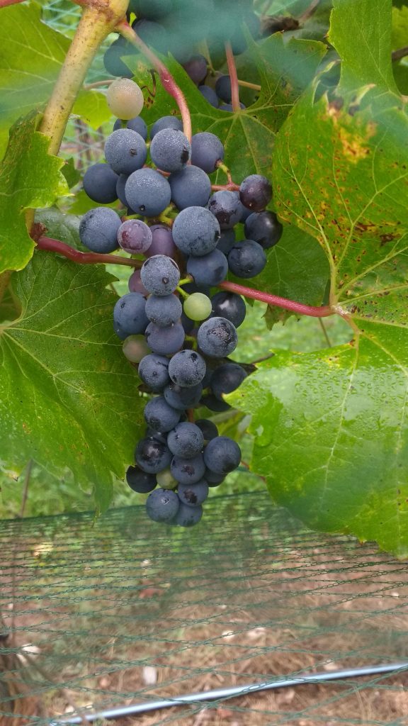 Grape Variety Fruit Maturity Evaluation - September 11 ...