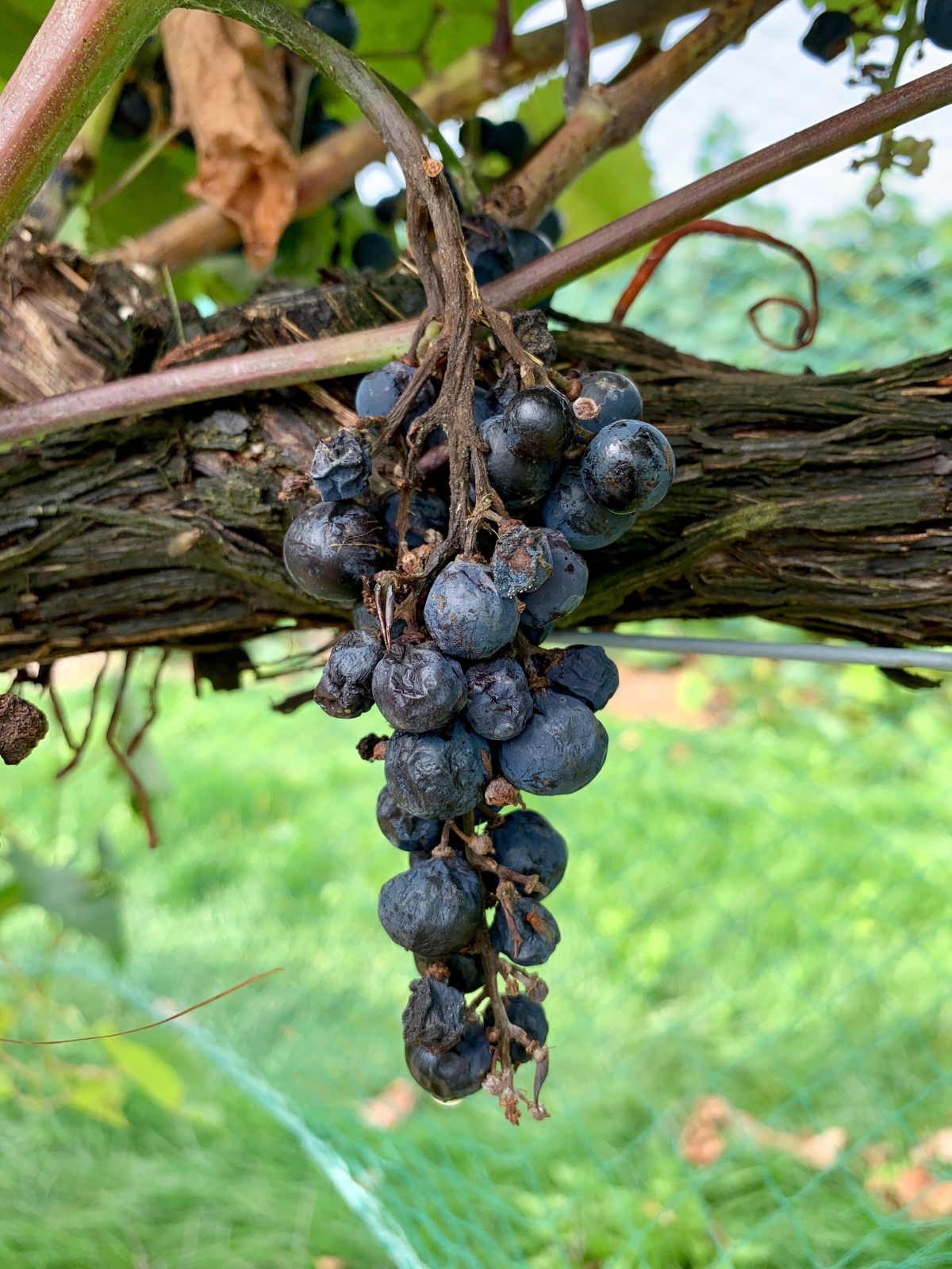 Berry Shriveling in Grapes Late Bunch Stem Necrosis Wisconsin Fruit