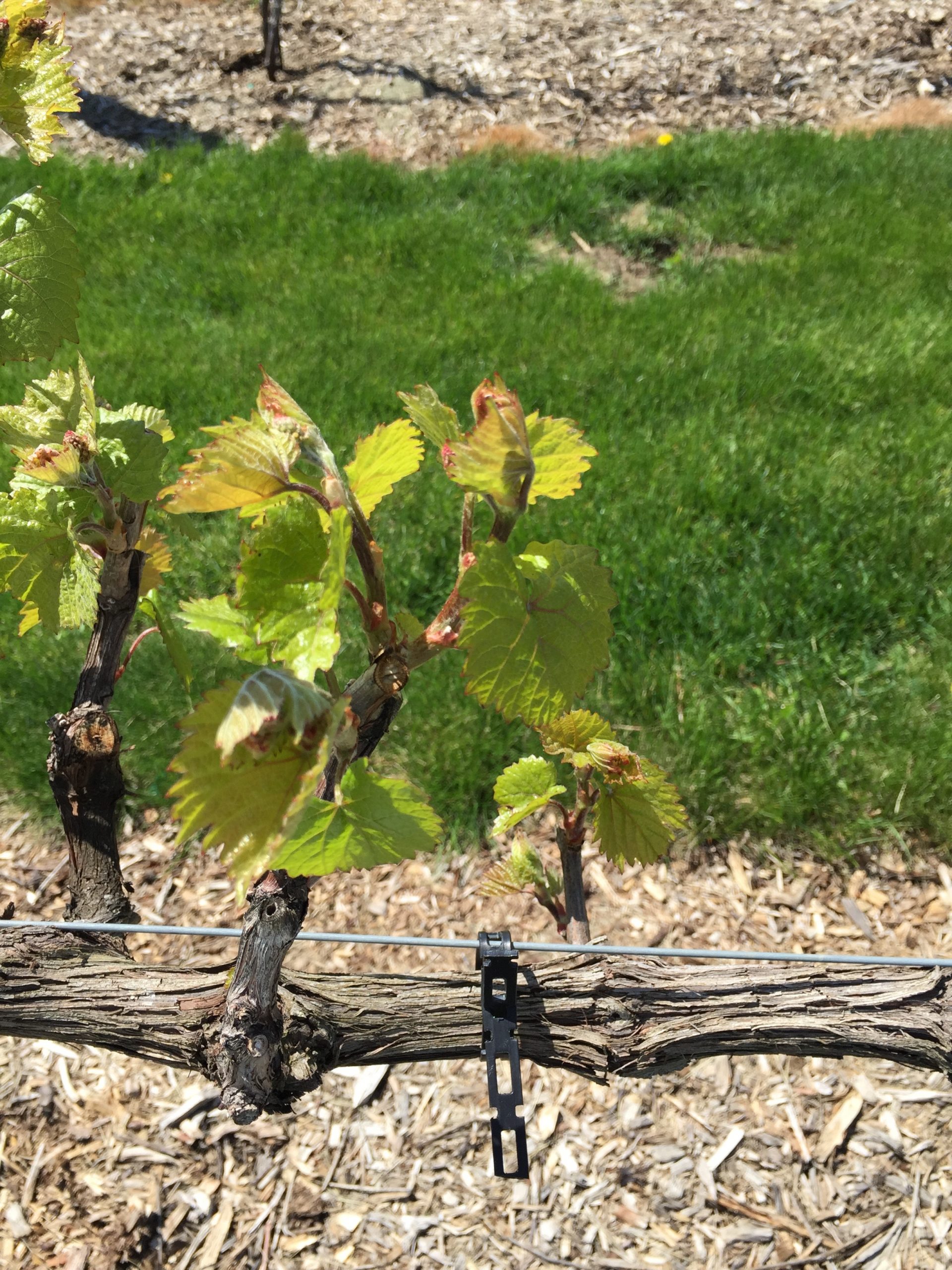 Early Season inar Series for Grape Growers Wisconsin Fruit