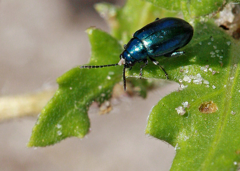 Grape Insect Scouting Keep Watching for Flea Beetle and Cutworm Damage