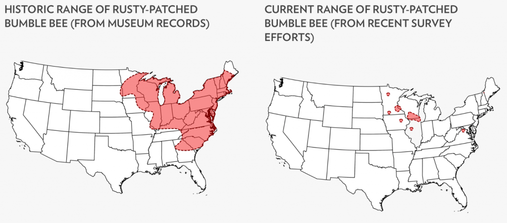 Rusty-Patched Bumble Bee: A Beloved Bumble Bee That Needs Our Help