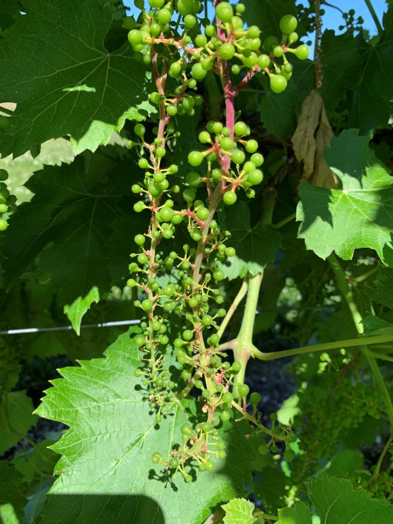 Grape Cultivar Developmental Stages: June 24, 2020 – Wisconsin Fruit