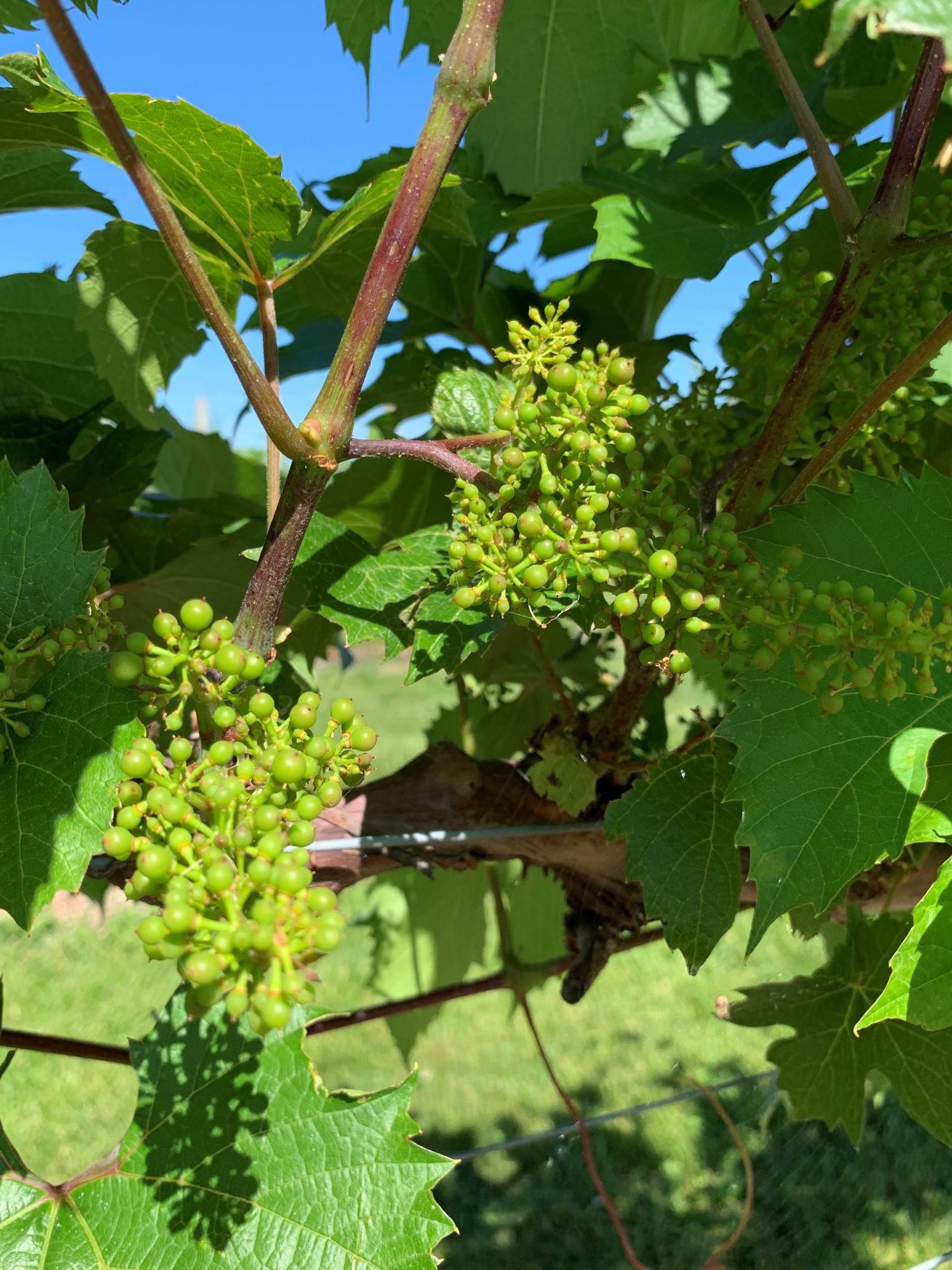 Grape Cultivar Developmental Stages: June 24, 2020 – Wisconsin Fruit