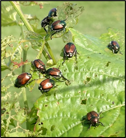 First Appearance of Japanese Beetle in Southern Wisconsin – Wisconsin Fruit