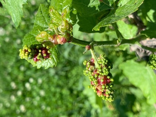 Grape Scouting Report: Galls – Wisconsin Fruit