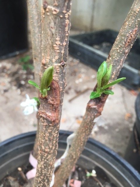 Preparing for Late Summer Budding Procedures – Wisconsin Fruit