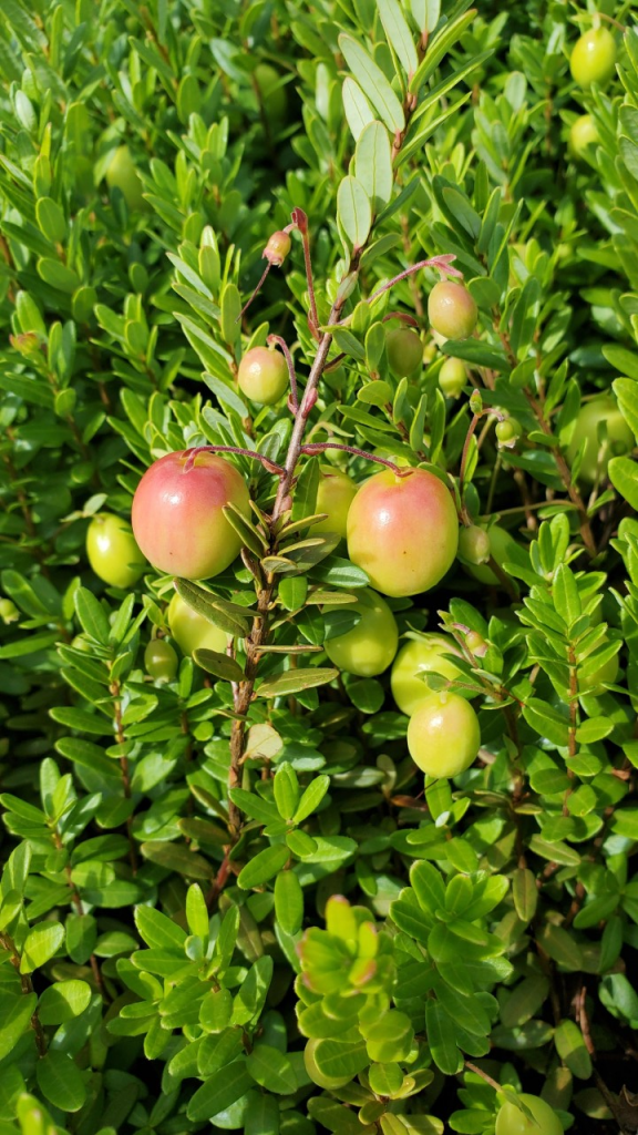 Grower Update Gardner Cranberry Wisconsin Fruit