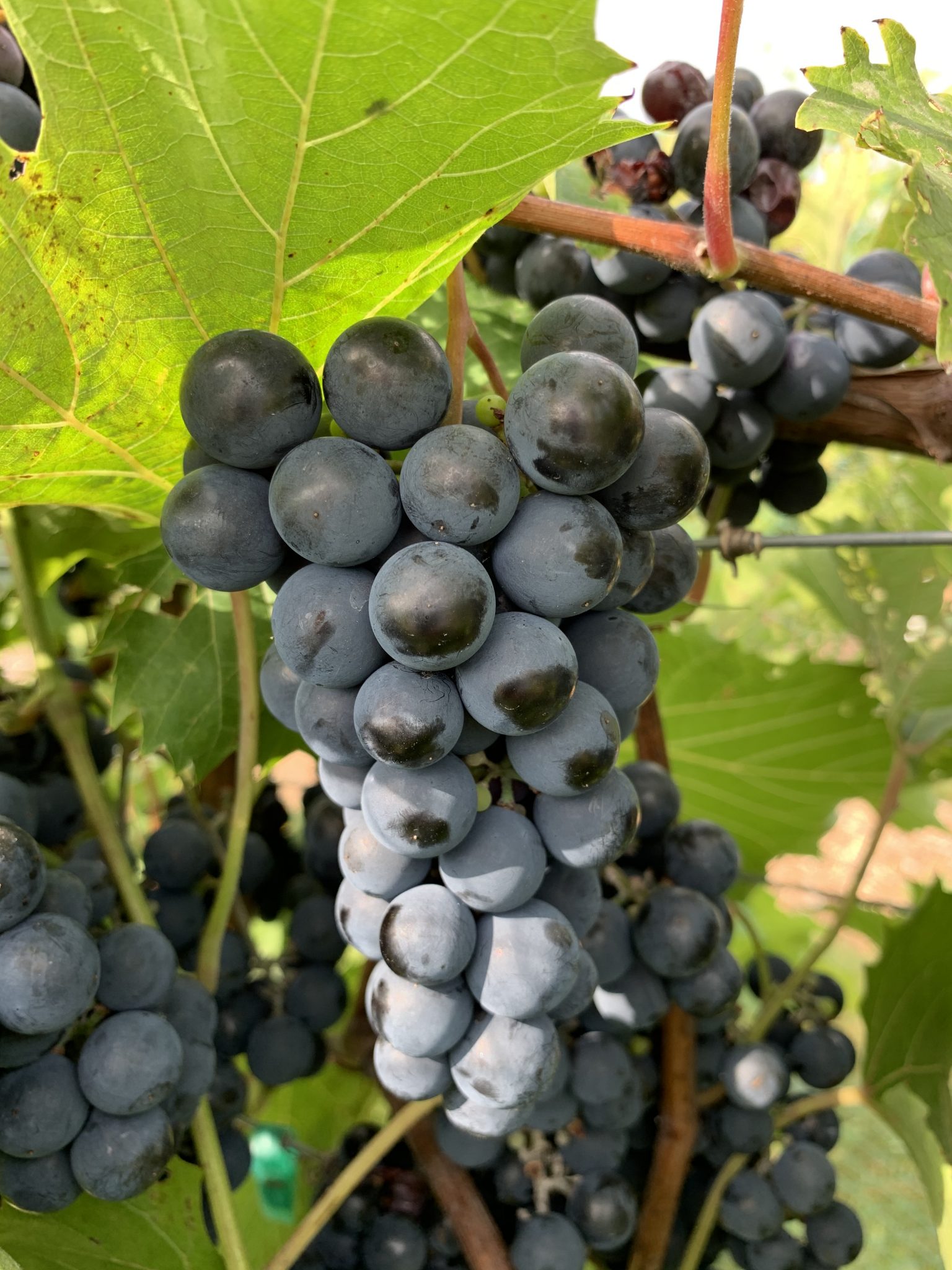 Grape Cultivar Developmental Stages: September 1, 2020 – Wisconsin Fruit