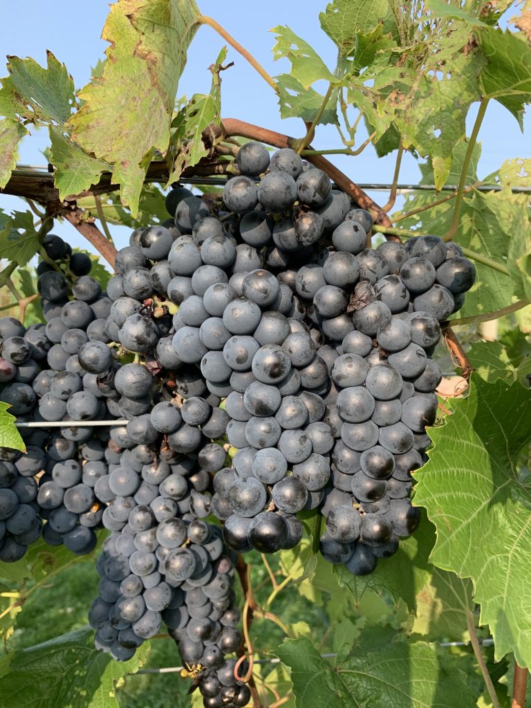 Grape Cultivar Developmental Stages September 15, 2020 Wisconsin Fruit