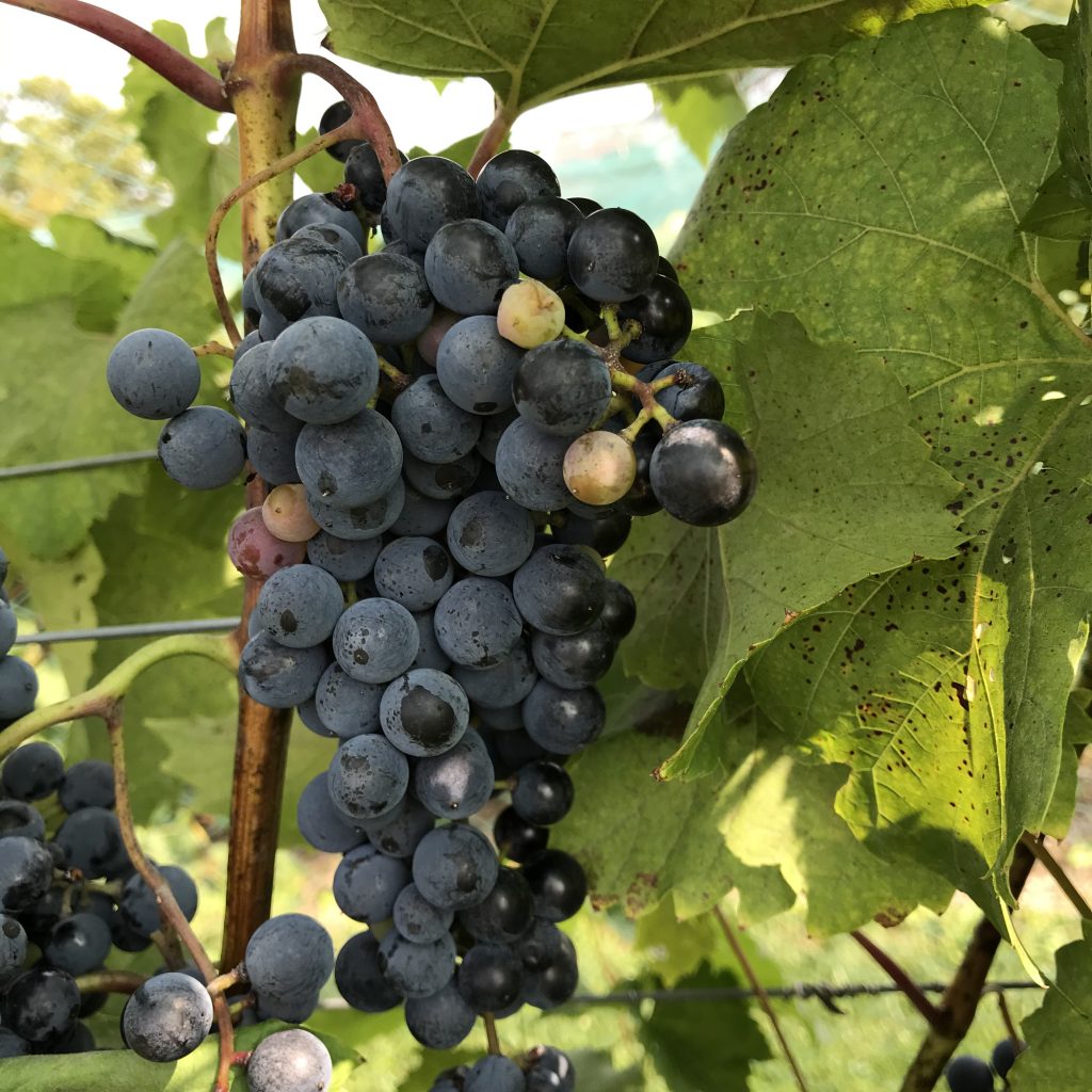 Grape Cultivar Developmental Stages: September 15, 2020 – Wisconsin Fruit