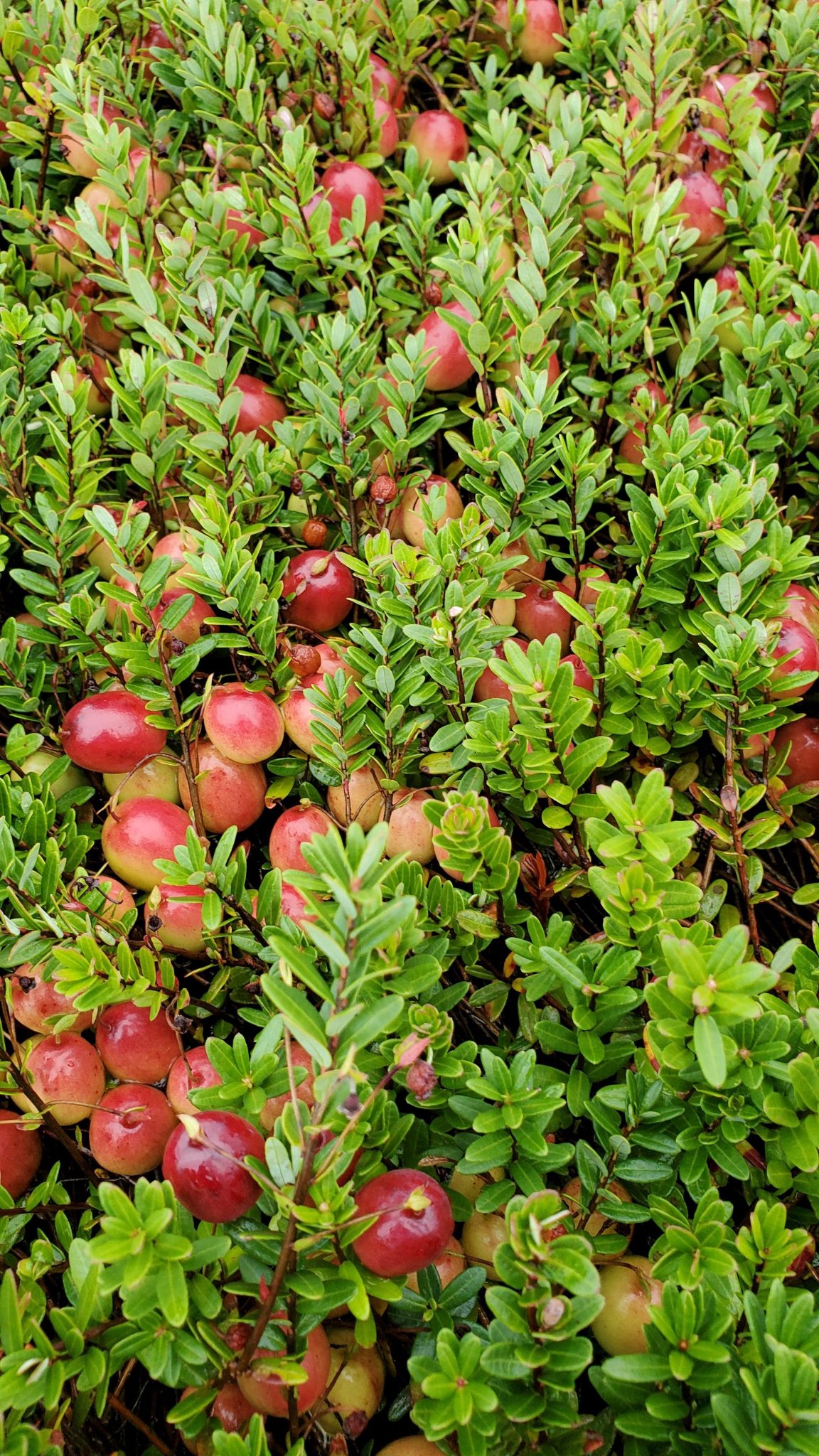 Grower Update Gardner Cranberry Wisconsin Fruit