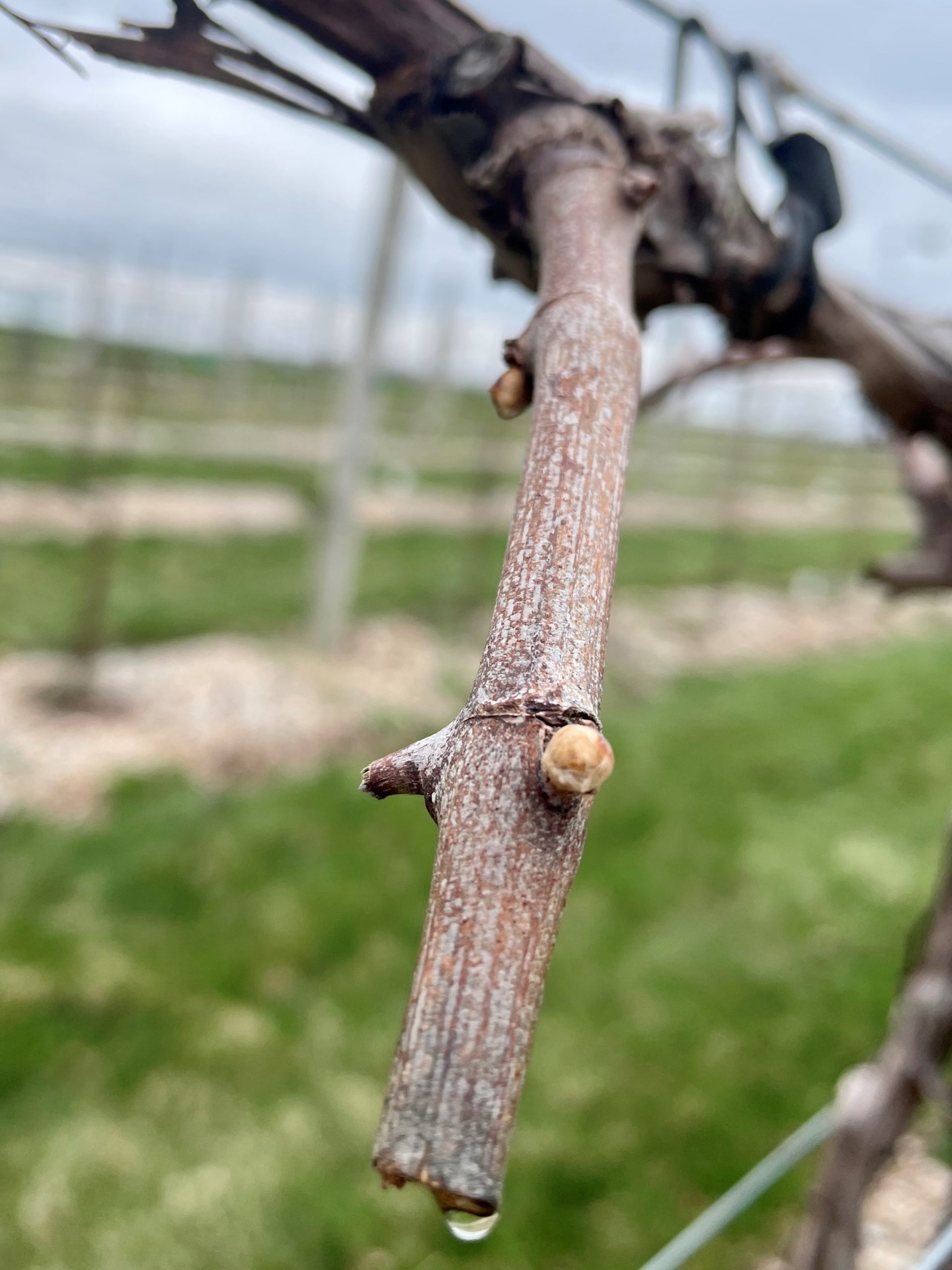 Grape Cultivar Developmental Stages: April 13, 2021 – Wisconsin Fruit