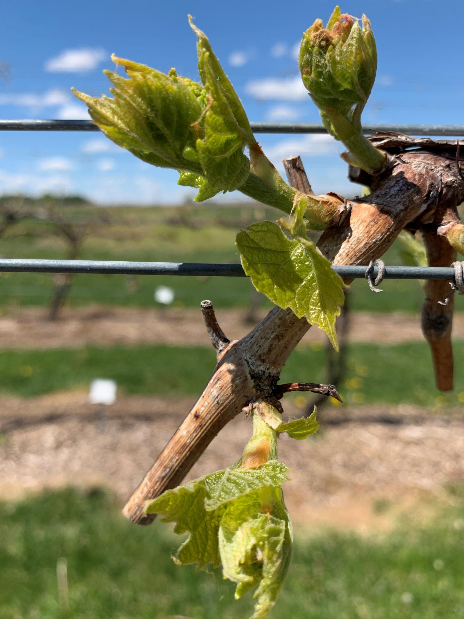 Grape Cultivar Developmental Stages May 12, 2021 Wisconsin Fruit