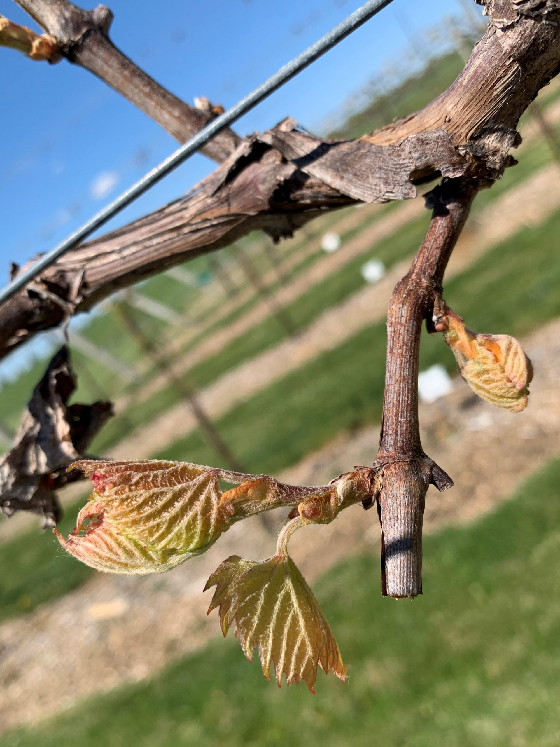 Grape Cultivar Developmental Stages May 12, 2021 Wisconsin Fruit