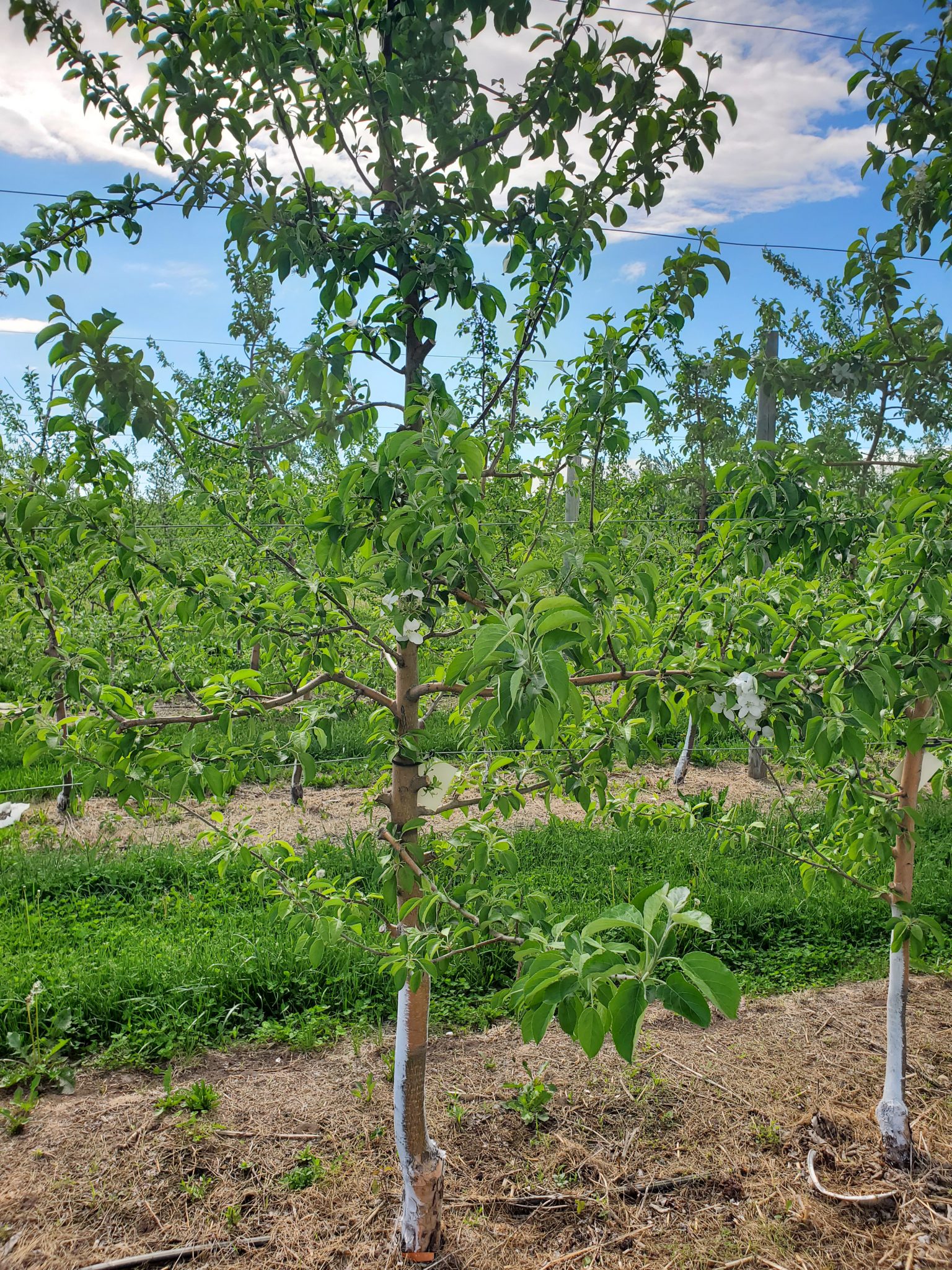 Light Bloom in Apple Trees and How To Promote Return Bloom – Wisconsin ...