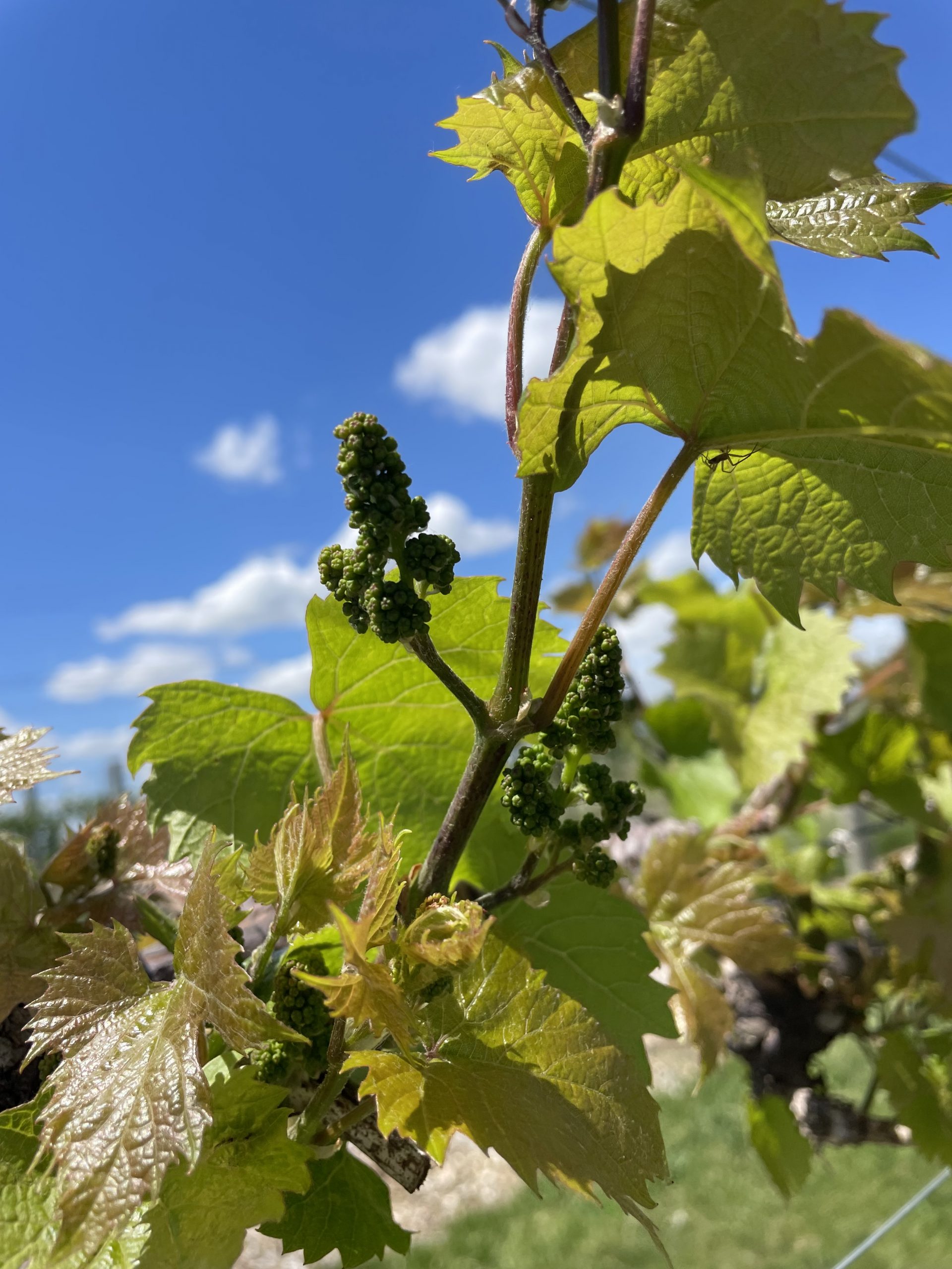 Grape Cultivar Developmental Stages May 26, 2021 Wisconsin Fruit
