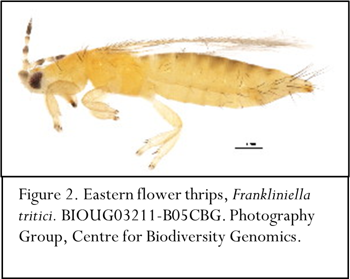 Watch for Thrips on Berry Plants – Wisconsin Fruit