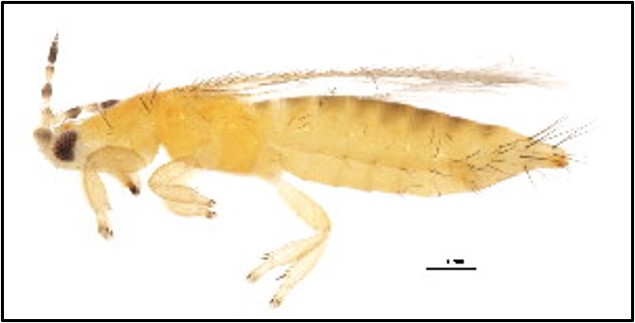 Managing Thrips, Tarnished Plant Bugs, and Mites in Strawberry Fields ...