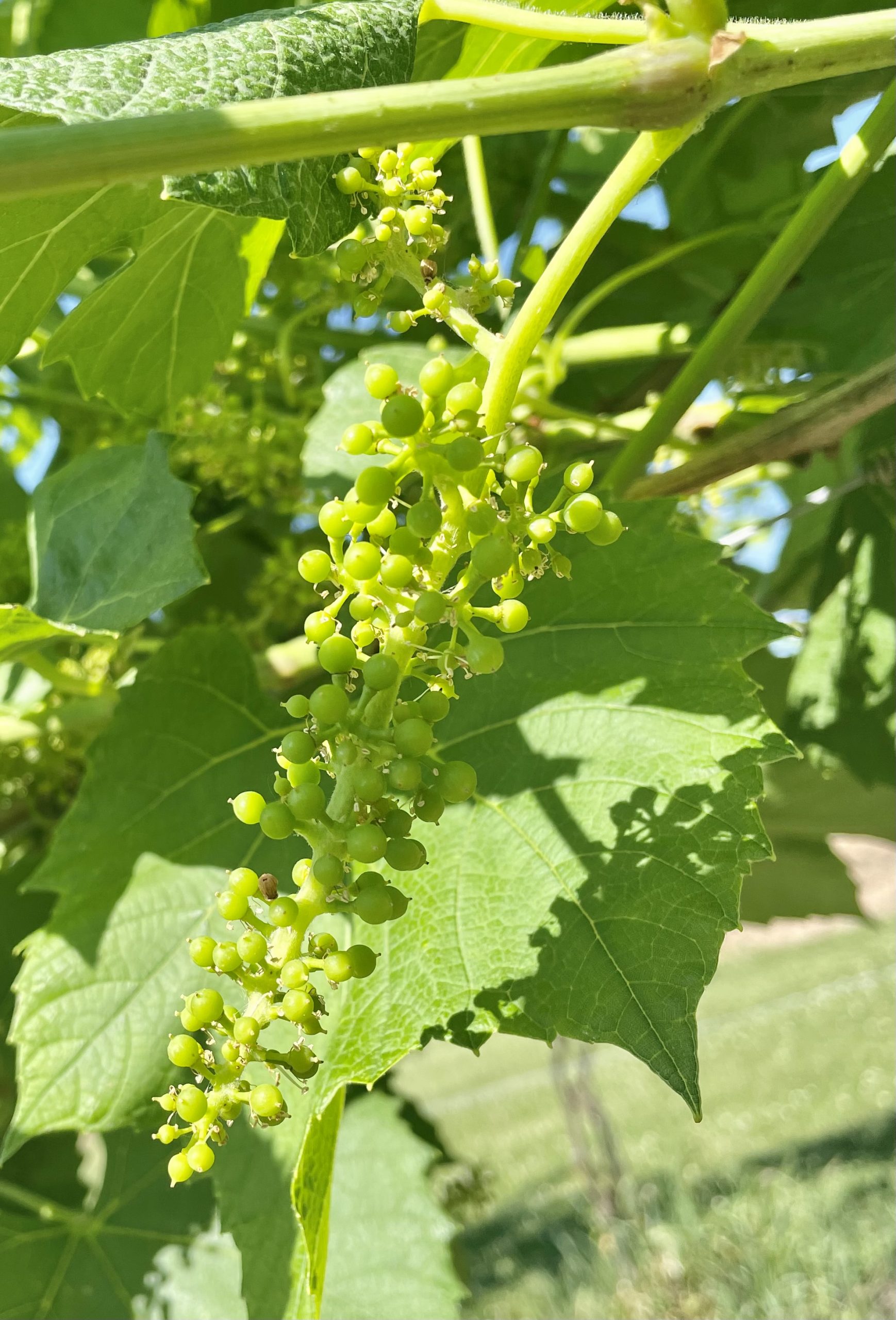 Grape Cultivar Developmental Stages June 9, 2021 Wisconsin Fruit