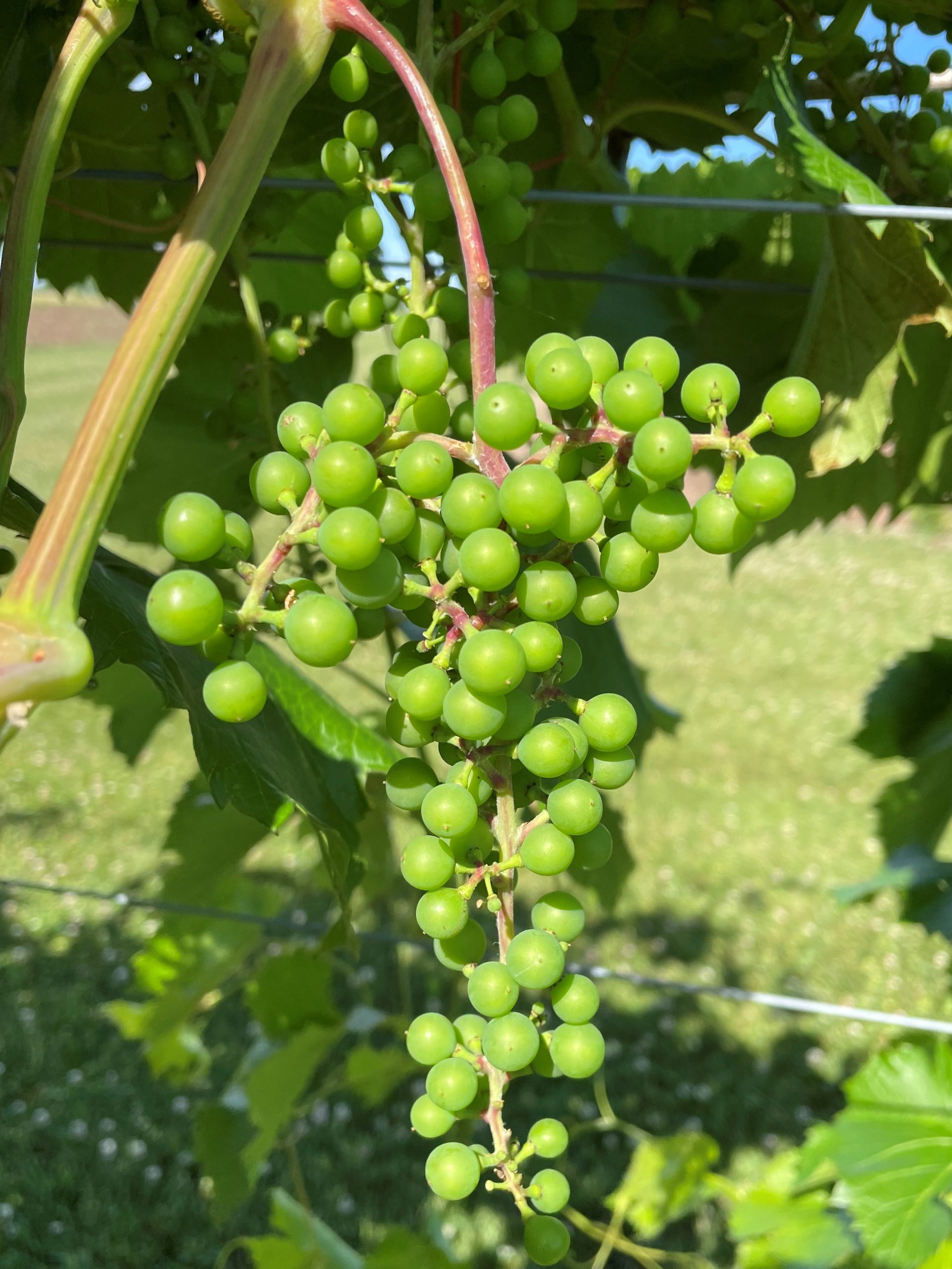 Grape Cultivar Developmental Stages June 21, 2021 Wisconsin Fruit