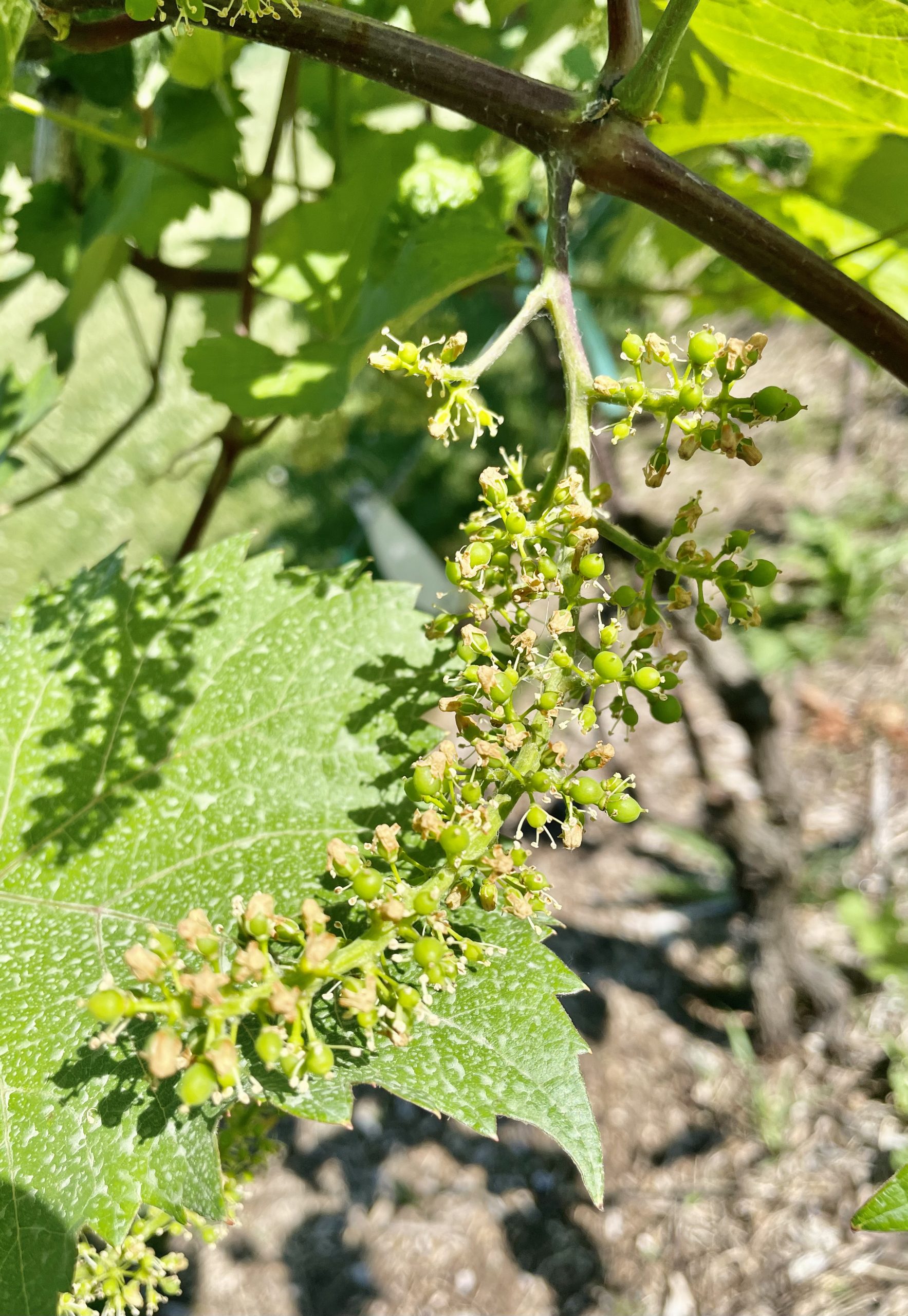 Grape Cultivar Developmental Stages: June 9, 2021 – Wisconsin Fruit