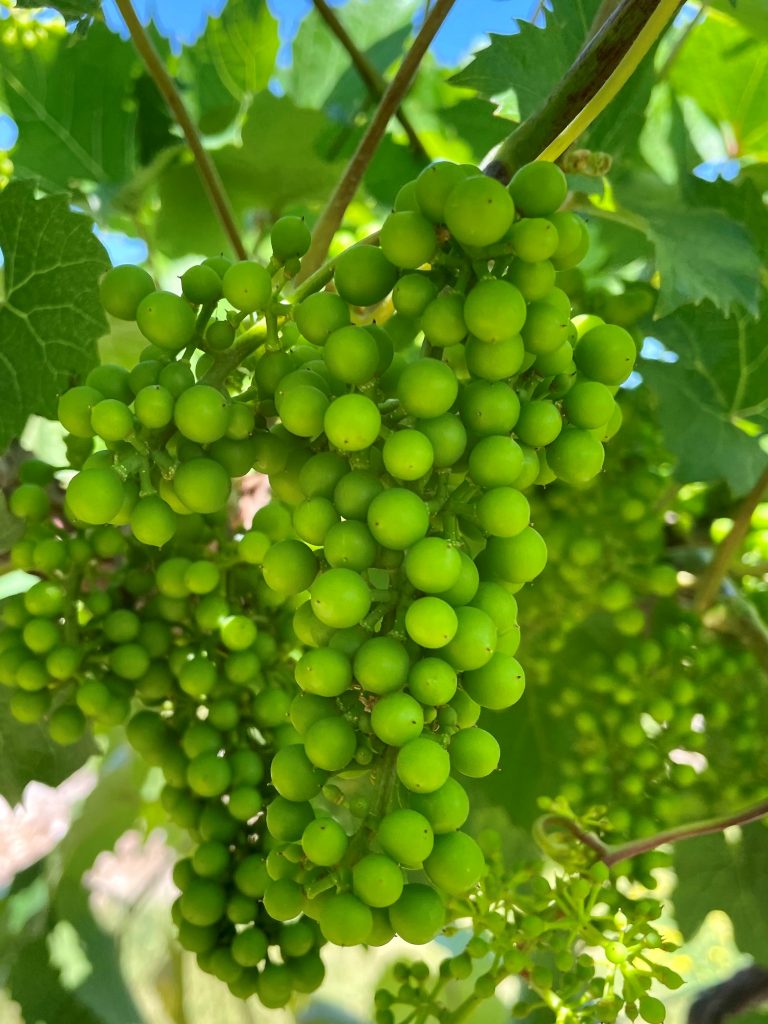 Grape Cultivar Developmental Stages June 21, 2021 Wisconsin Fruit