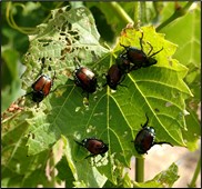 WA prepares against invasive rose- and hop-eating beetle