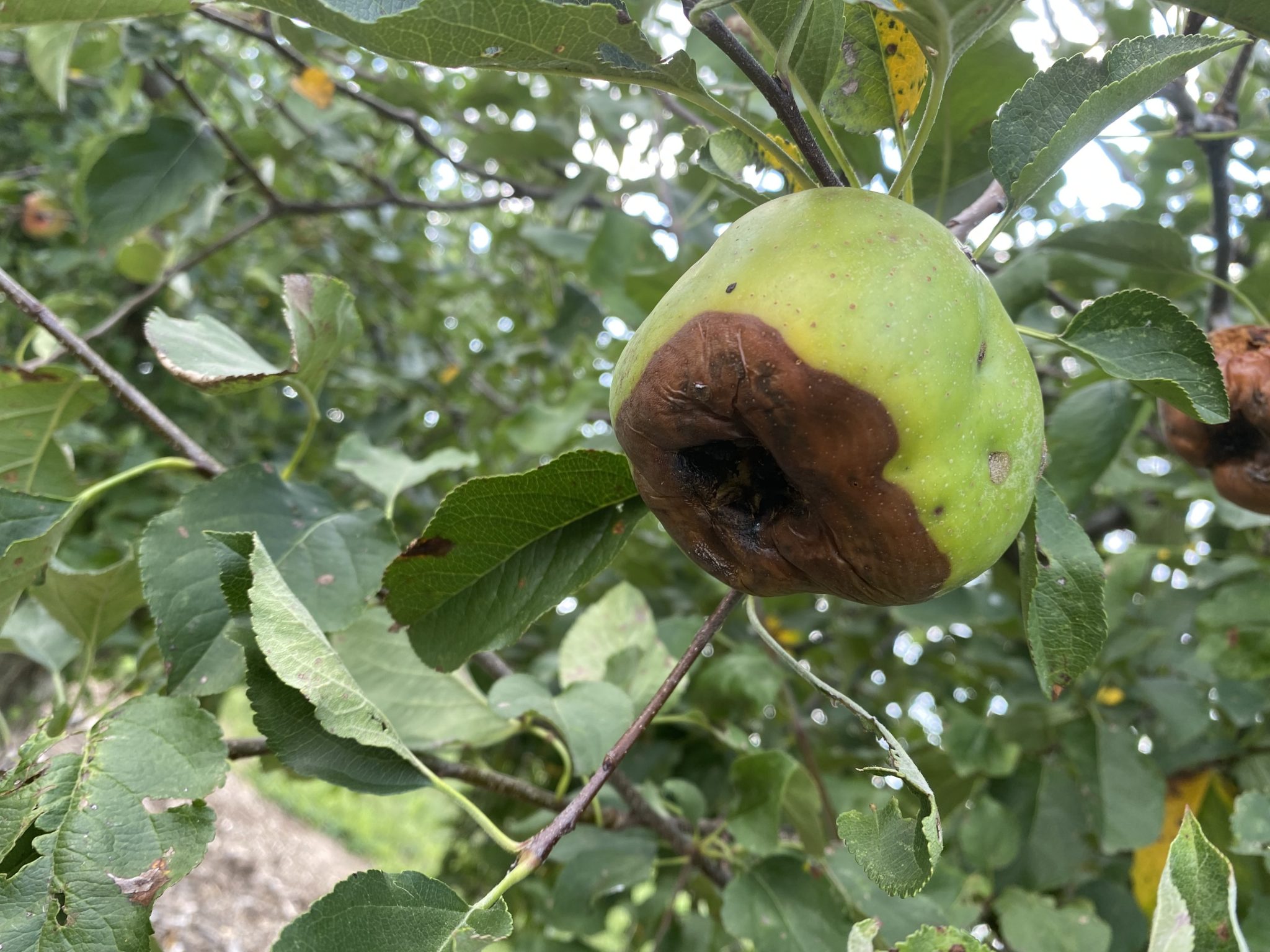 The Apple That Rotted The Tragic Final Days Of John Wozniak - nwkpih1