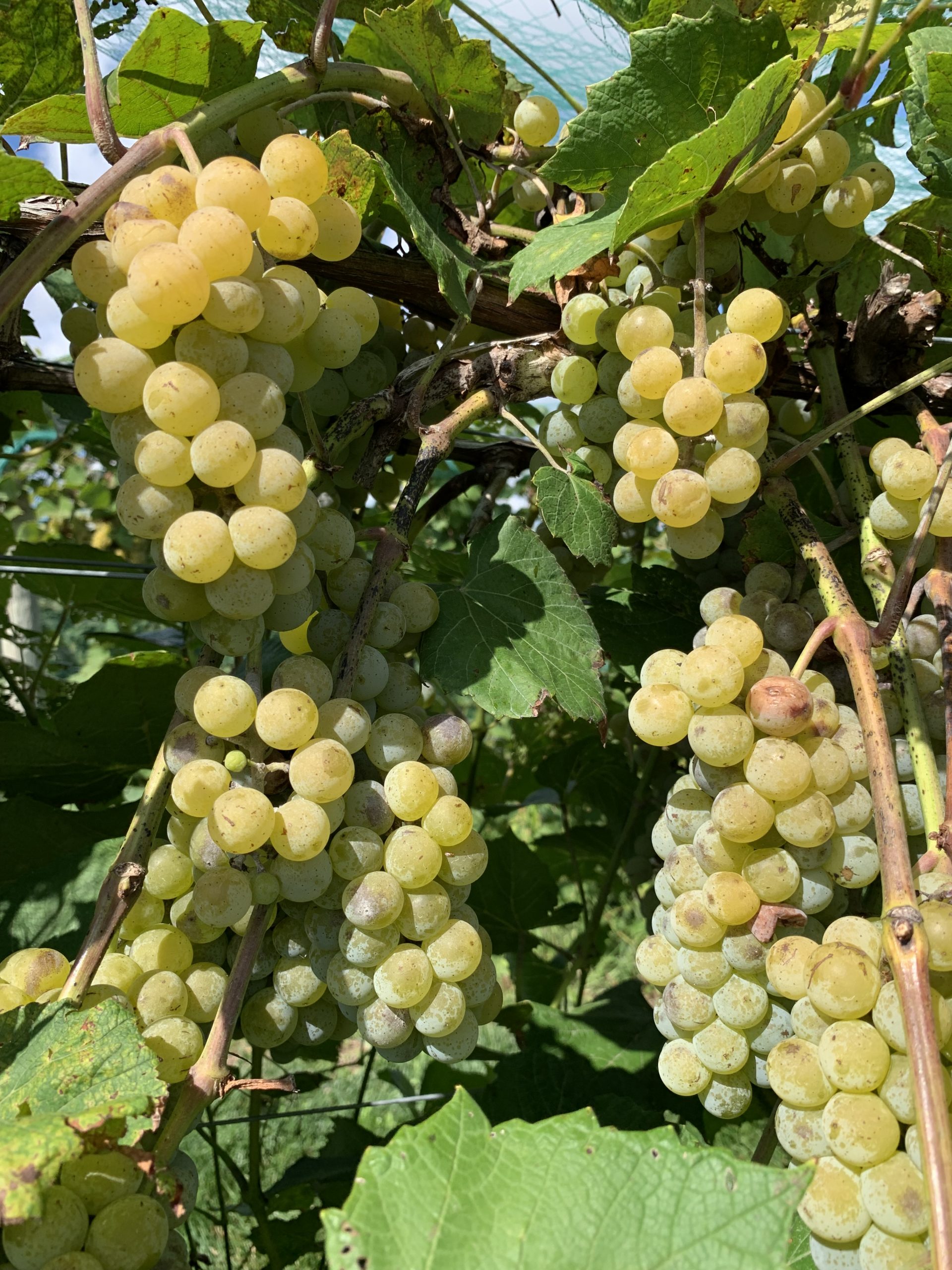 Cold Climate Grape Cultivar Developmental Stages September 2, 2021