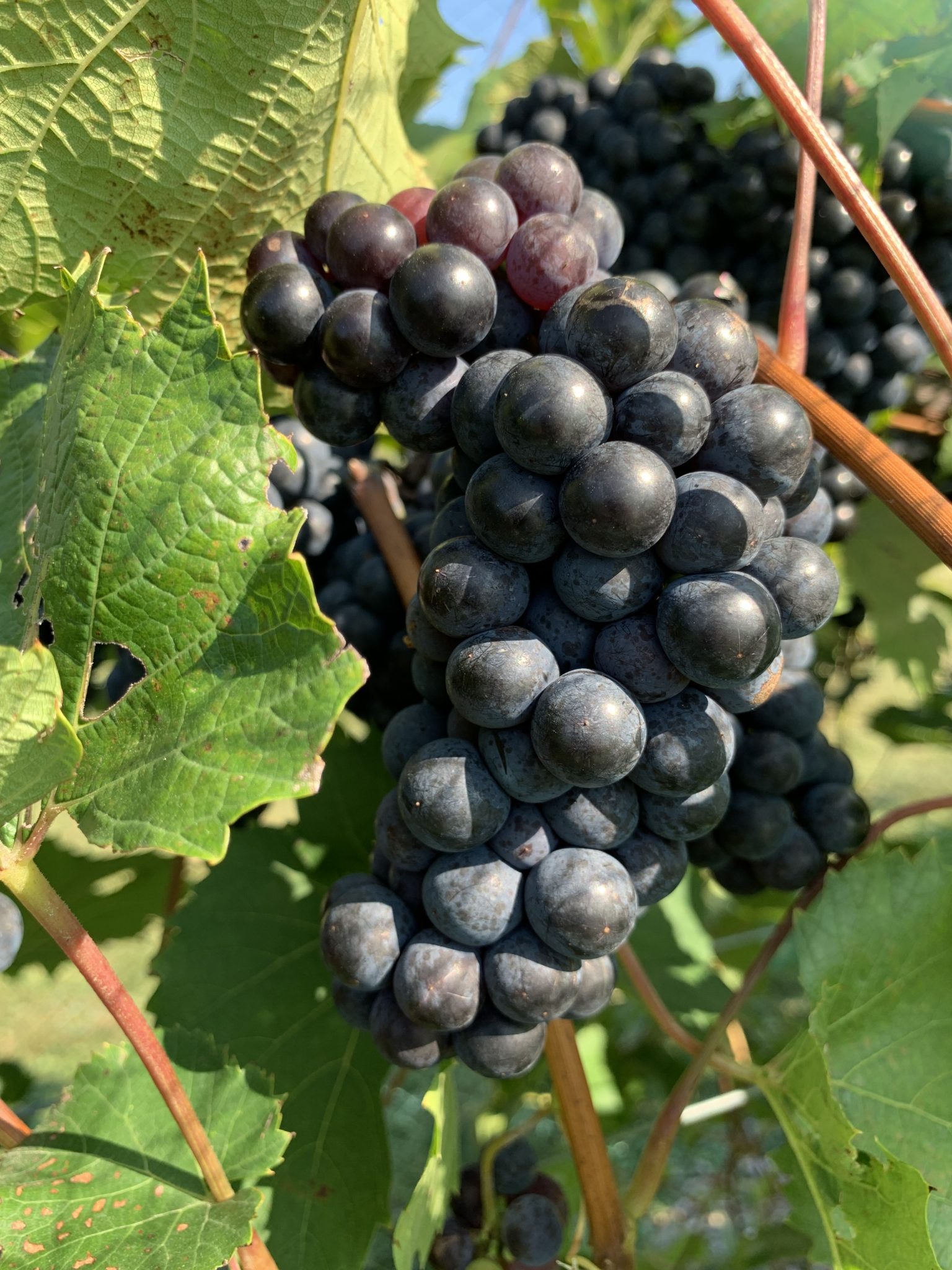 cold-climate-grape-cultivar-developmental-stages-september-2-2021-wisconsin-fruit