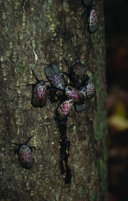 Pest Alert Spotted Lanternfly Wisconsin Fruit