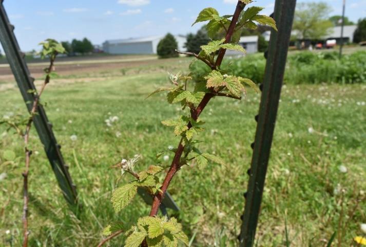 Raspberry Varieties and Their Infestation by Drosophila suzukii ...