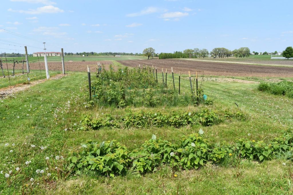 Raspberry Varieties and Their Infestation by Drosophila suzukii ...