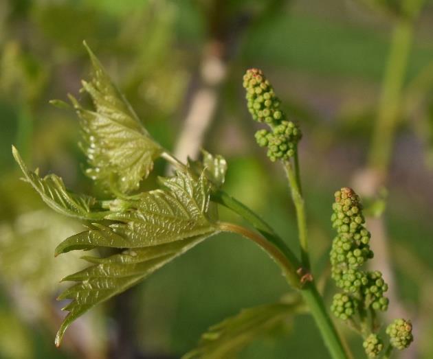Grape Inflorescence Position Wine and Table Grape Developmental Stages – Wisconsin Fruit