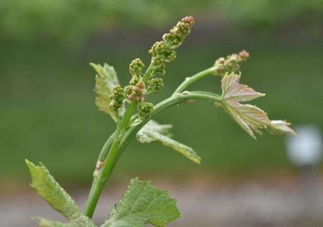 Grape Inflorescence Position Wine and Table Grape Developmental Stages – Wisconsin Fruit
