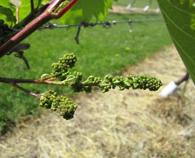 Grape Inflorescence Position Wine and Table Grape Developmental Stages June 10, 2016 – Wisconsin Fruit