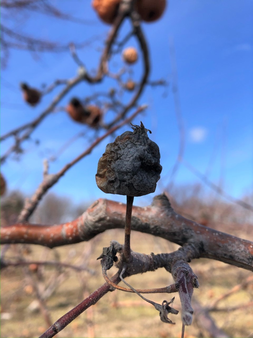 Winter Sanitation for Disease Prevention in the Apple Orchard
