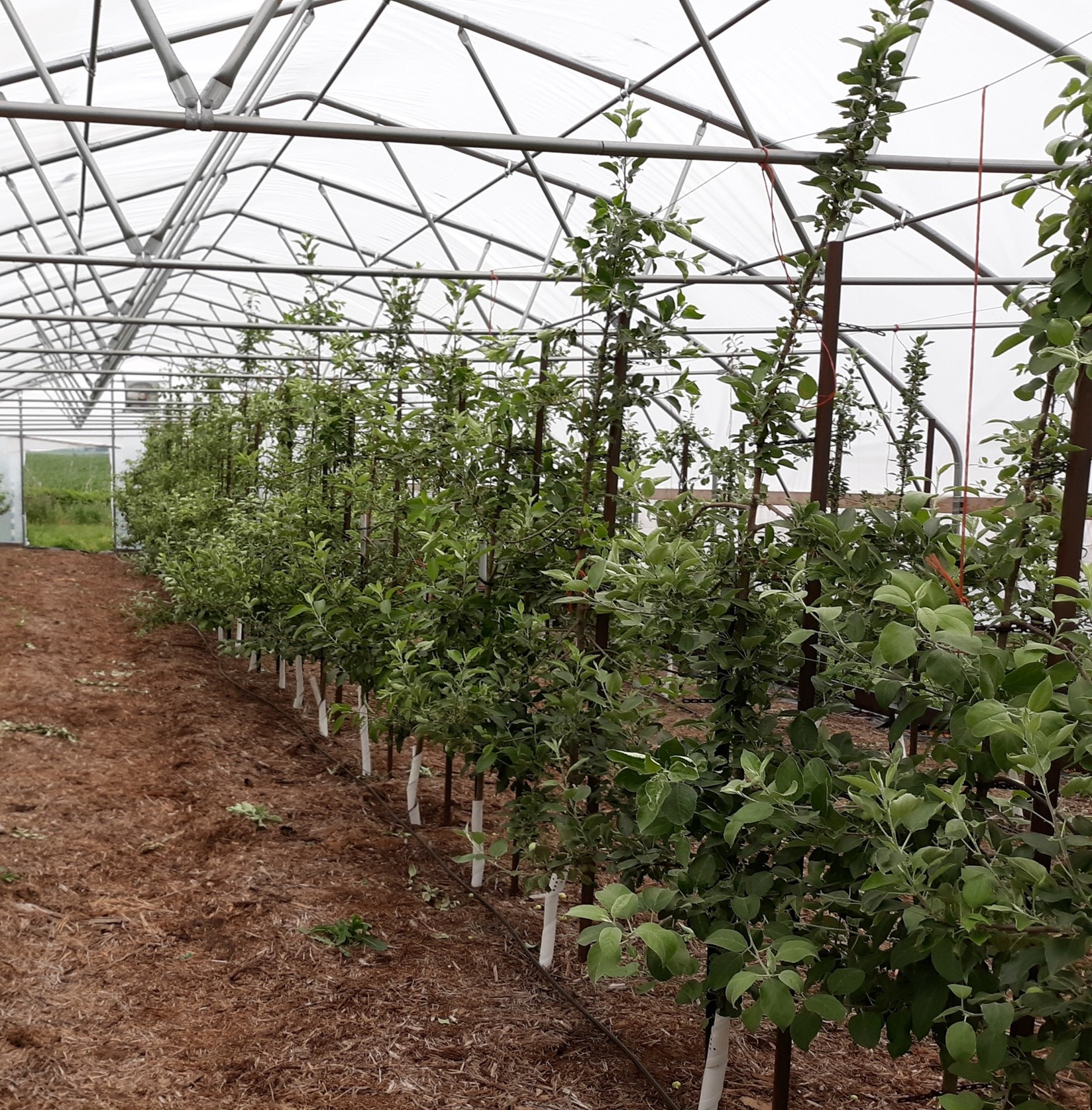 Growing Organic Apples in a High Tunnel Wisconsin Fruit