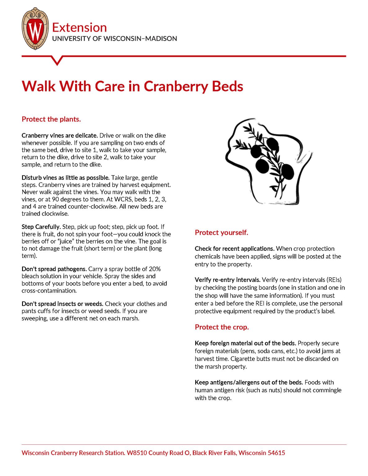 Walk With Care in Cranberry Beds Wisconsin Fruit
