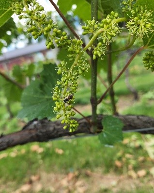 Grape Insects At Bloom Time – Wisconsin Fruit