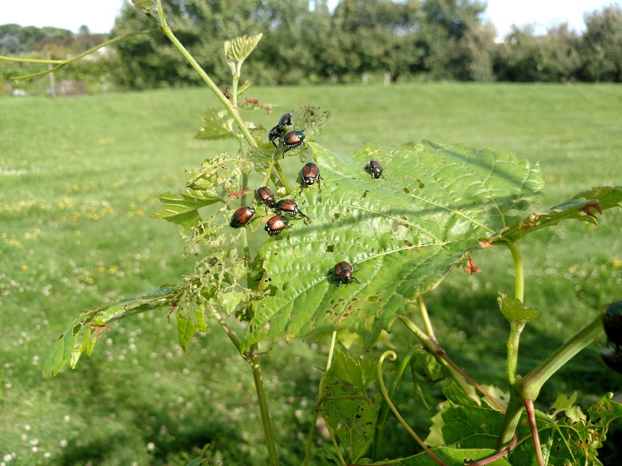 First Japanese Beetles Observed in Grape Wisconsin Fruit