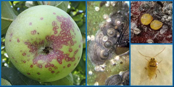 Mating disruption studied for control of San Jose scale - Fruit Growers News