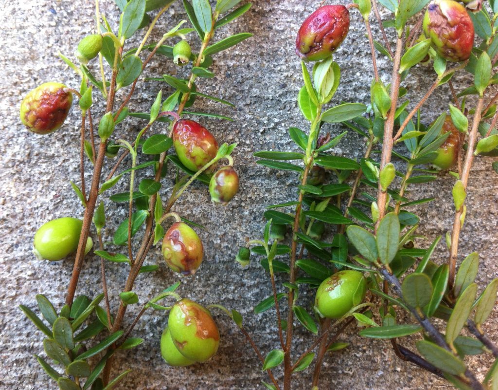 Cranberry Viruses Wisconsin Fruit