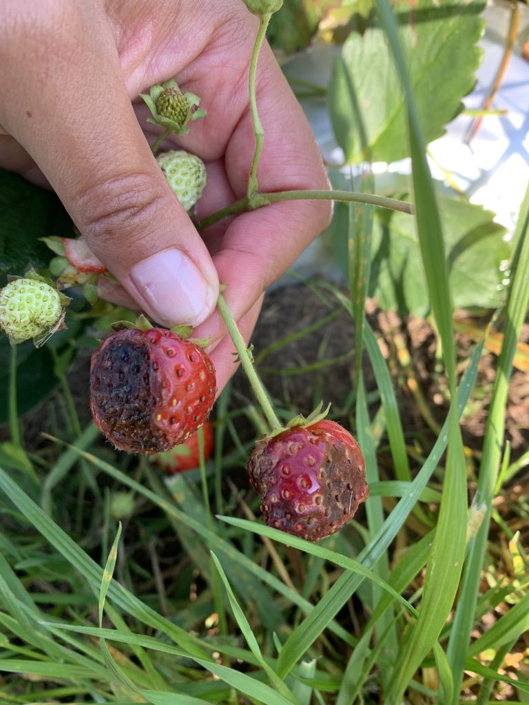 A Treatise on Botrytis Diseases of Strawberry and Caneberry