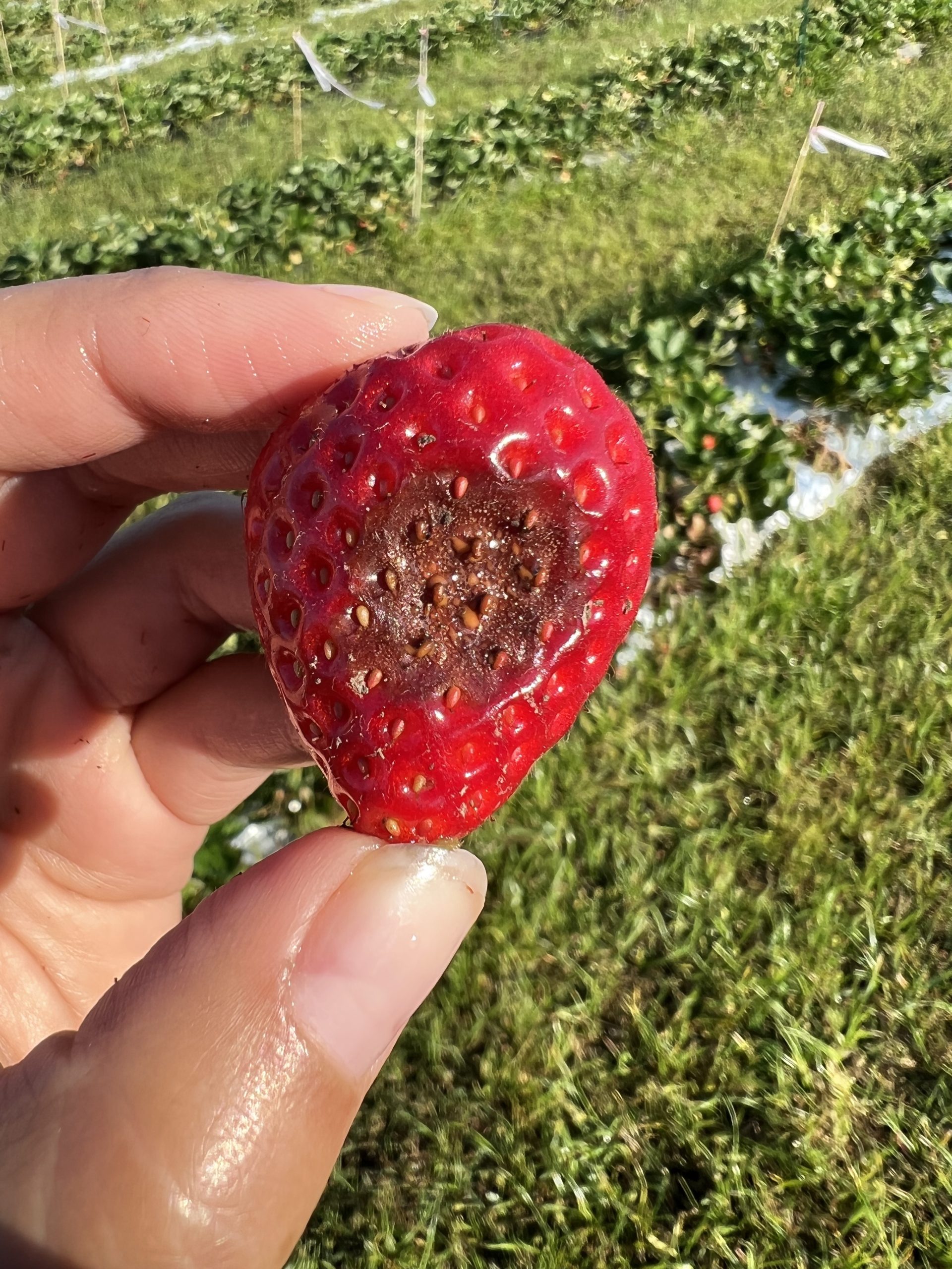 Fruit Rots of Strawberry Wisconsin Fruit