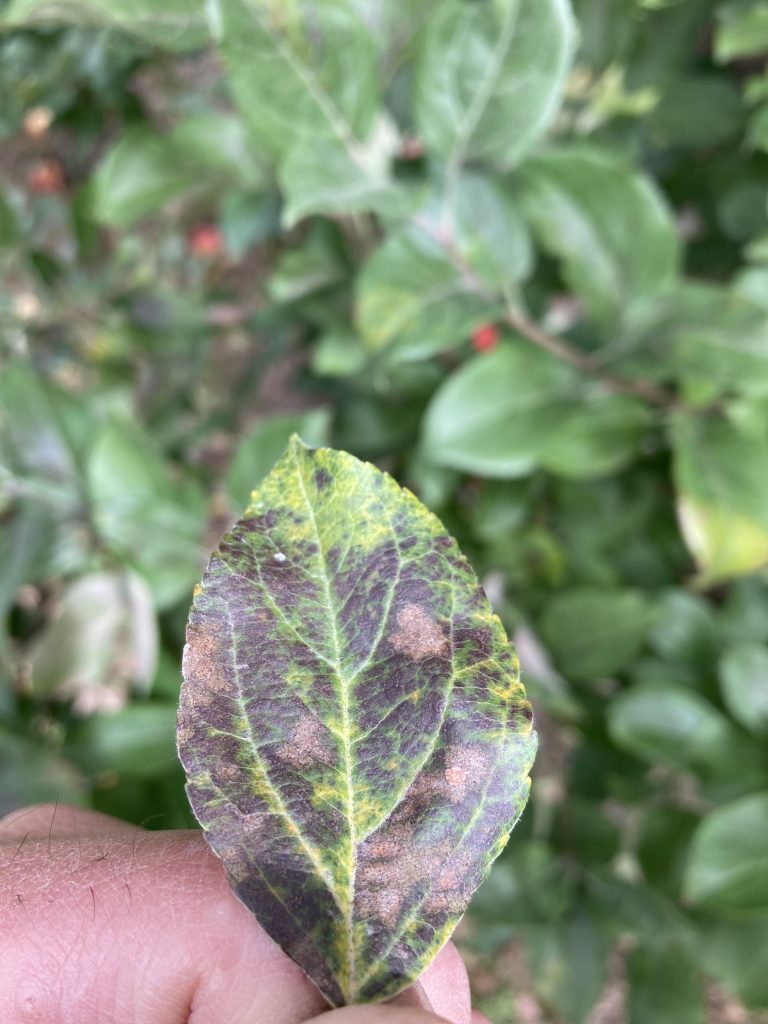 Apple Blotch Disease In Wisconsin Apple Orchards Wisconsin Fruit